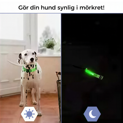 Uppladdningsbart LED-hundhalsband (via USB-anslutning)